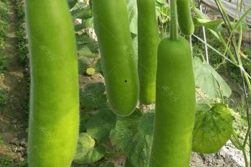 中牟瓠瓜怎么吃,解锁美味新体验