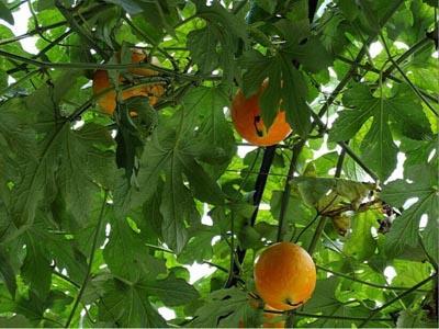 女人吃吊瓜功效,女性养生新宠，多重功效助健康