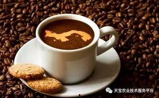 吃瓜群众爱心咖啡,吃瓜群众倾情推荐爱心咖啡