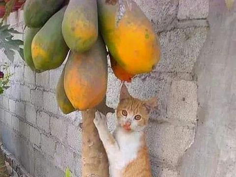 橘猫吃瓜视频完整,太可爱了！