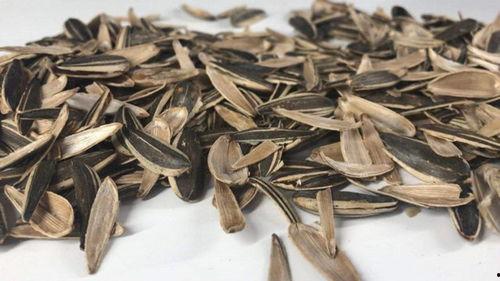 吃瓜只吃瓜子壳,揭秘只吃瓜子壳的另类食趣