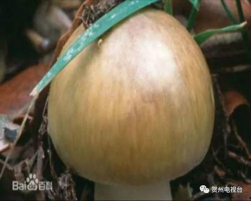 广西一男吃瓜,广西男子意外成为“吃瓜群众”焦点事件追踪