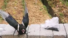 喜鹊吃瓜照片,共享夏日清凉时光