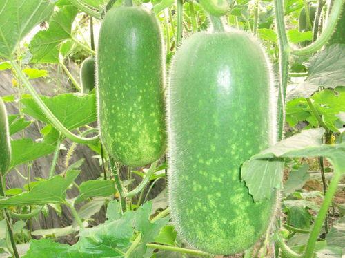 吃高瓜减肥吗,揭秘绿色蔬菜的神奇瘦身效果”