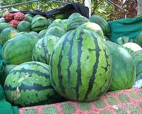 买吃的瓜,探寻美食瓜子的魅力之旅