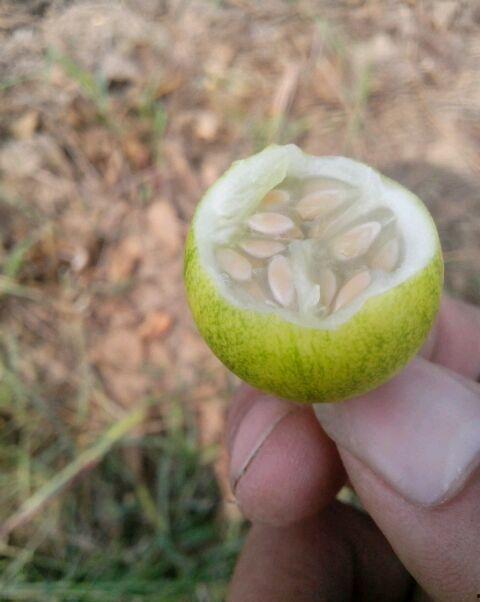 多肉小野吃瓜,多肉小野的瓜田奇遇记