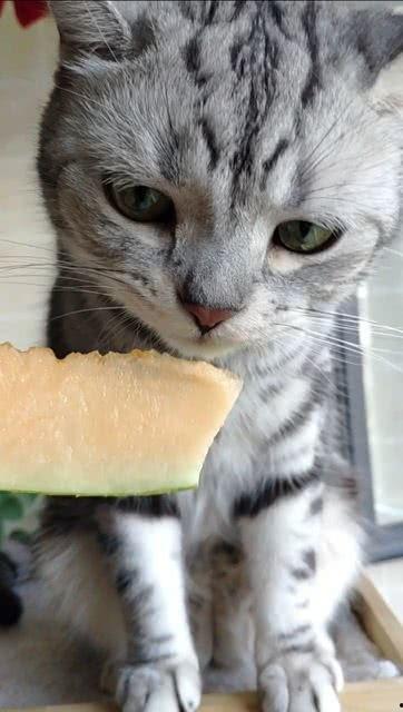 猫咪吃瓜看戏,猫咪吃瓜看戏的欢乐时光