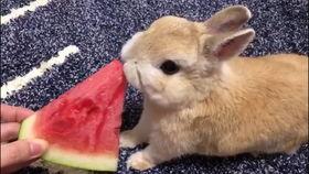 兔子在吃瓜,趣味横生的生态瞬间