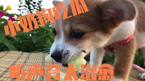 幼犬吃瓜,家长需警惕宠物饮食安全