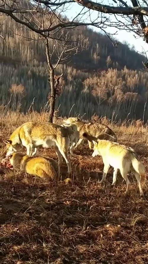 小狼王吃瓜,揭秘娱乐圈的幕后故事