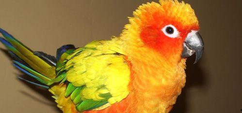 鹦鹉吃瓜方法视频,萌态百出，笑料连连