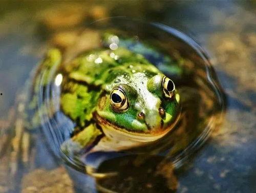 青蛙看热闹吃瓜,一场夏日乡村的欢乐盛宴