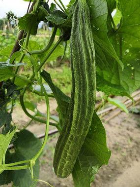 甜甜视频吃瓜中国