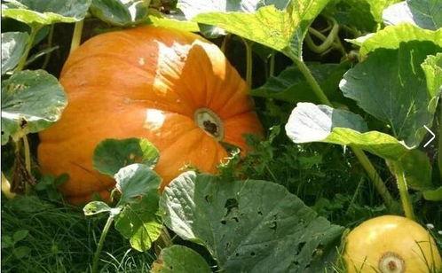 美女偷瓜吃,美女邂逅甜蜜诱惑